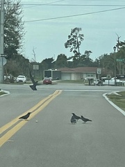 Corvus brachyrhynchos