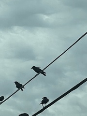 Corvus brachyrhynchos