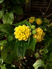 Lantana × hybrida