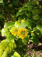 Lantana × hybrida
