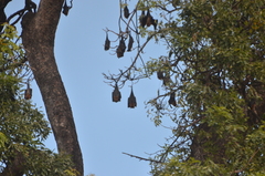 Pteropus lylei