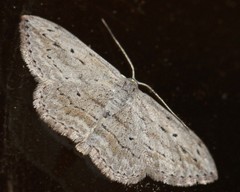 Scopula desita