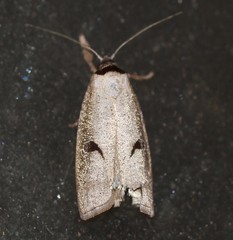 Pilostibes stigmatias