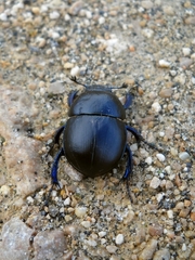 Thorectes intermedius