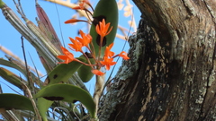 Guarianthe aurantiaca