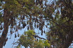 Pteropus lylei