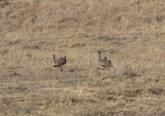 Eupodotis caerulescens