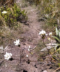 Gentianella bellidifolia