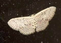 Idaea punctatissima