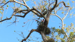 Guarianthe aurantiaca