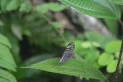 Ithomia agnosia pellucida