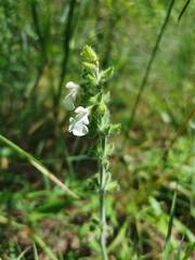 Salvia assurgens