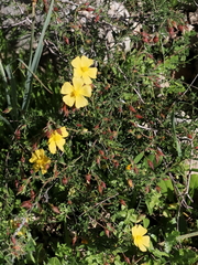 Fumana arabica