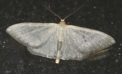 Idaea coercita