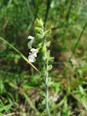 Salvia assurgens