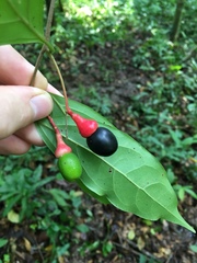 Damburneya salicifolia