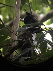 Ptiloris victoriae