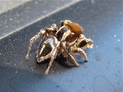 Habronattus forticulus