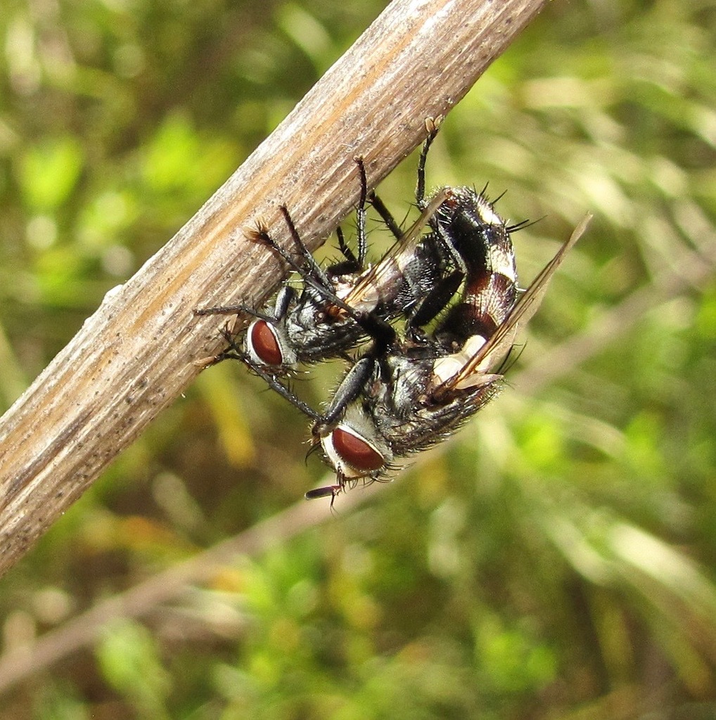 Chetogena tachinomoides