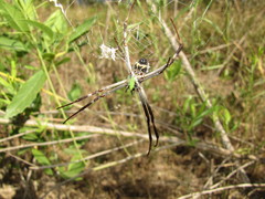 Argiope blanda