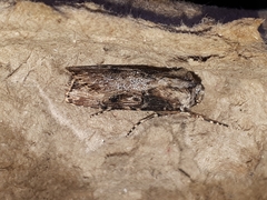 Agrotis catalaunensis