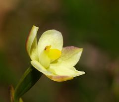 Thelymitra flexuosa