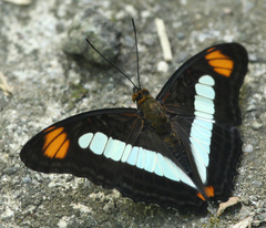 Adelpha basiloides