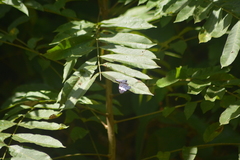 Hamadryas amphinome amphinome