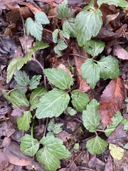 Cardamine diphylla