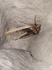 Ochropleura leucogaster