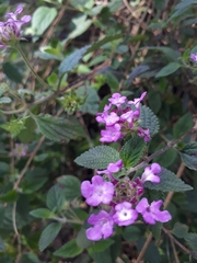 Lantana montevidensis