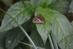 Posttaygetis penelea