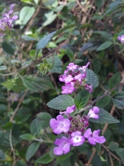 Lantana montevidensis