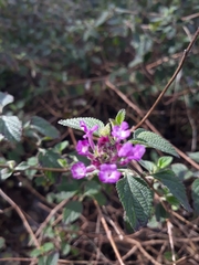 Lantana montevidensis