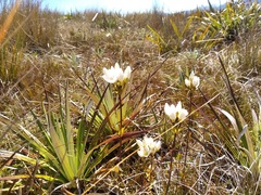Gentianella bellidifolia