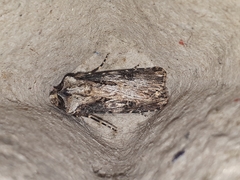 Agrotis catalaunensis
