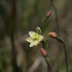 Thelymitra flexuosa
