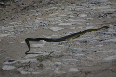 Chironius septentrionalis