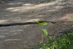 Chironius septentrionalis