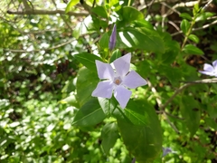 Vinca difformis