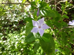 Vinca difformis