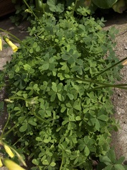 Oxalis pes-caprae