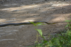 Chironius septentrionalis