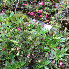 Disterigma empetrifolium