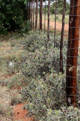 Blepharis diversispina