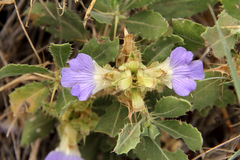 Blepharis diversispina