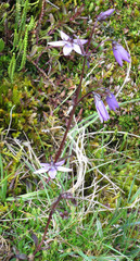 Gentianella rapunculoides