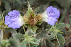 Blepharis diversispina