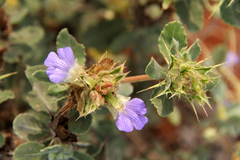 Blepharis diversispina