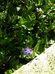 Vinca difformis